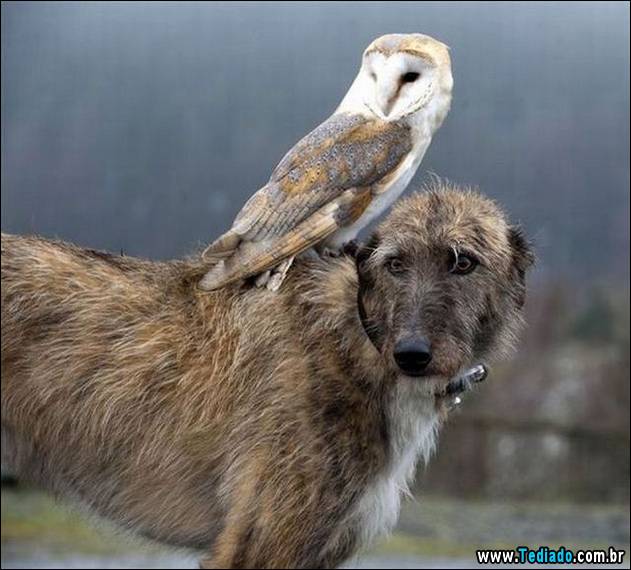 postivos-fotografias-imagens-32