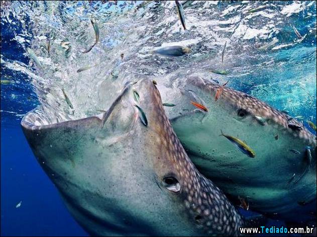 postivos-fotografias-imagens-38