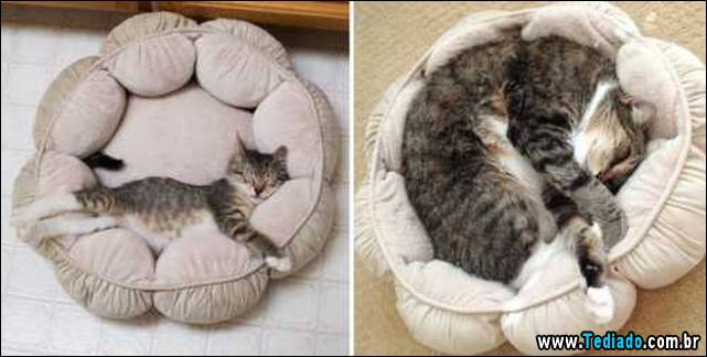 antes-e-depois-gatos-01