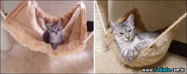 antes-e-depois-gatos-03