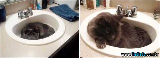 antes-e-depois-gatos-04