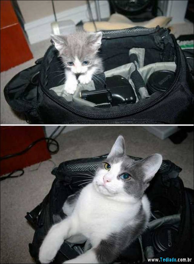 antes-e-depois-gatos-06
