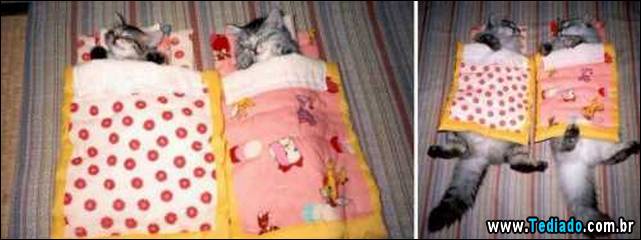 antes-e-depois-gatos-08