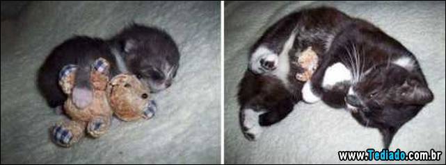 antes-e-depois-gatos-09