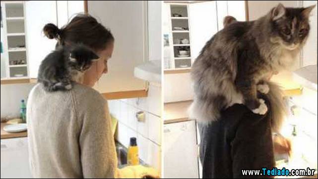 antes-e-depois-gatos-10