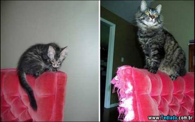 antes-e-depois-gatos-12