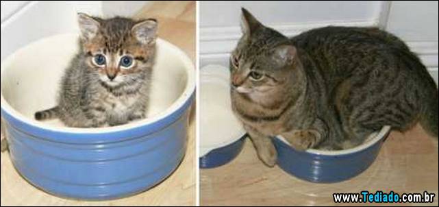 antes-e-depois-gatos-13