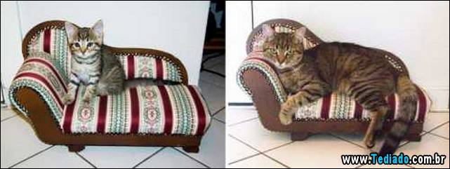 antes-e-depois-gatos-14
