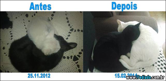 antes-e-depois-gatos-15
