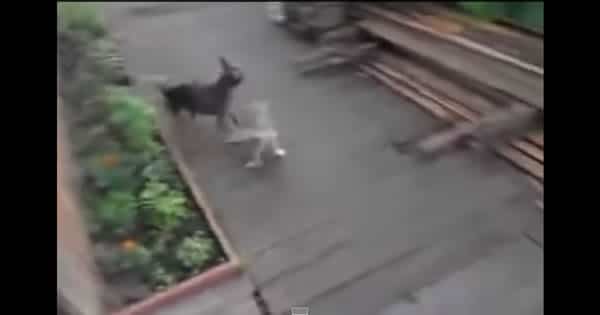 Como treinar seu cachorro para levar o gato pra dentro de casa
