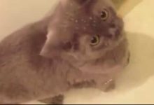 Gato e Peixe brincando 7