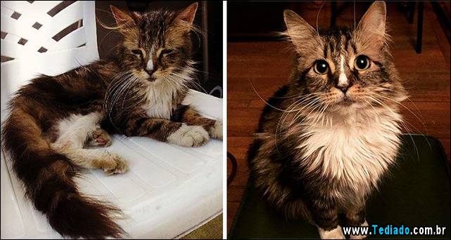 gatos-antes-e-depois-01