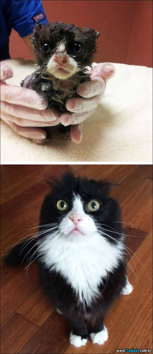 gatos-antes-e-depois-02