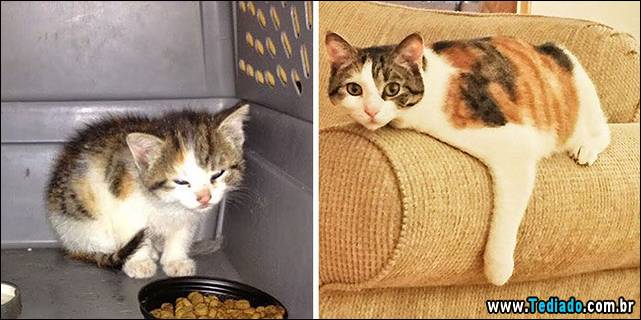gatos-antes-e-depois-04