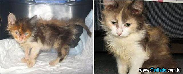 gatos-antes-e-depois-05