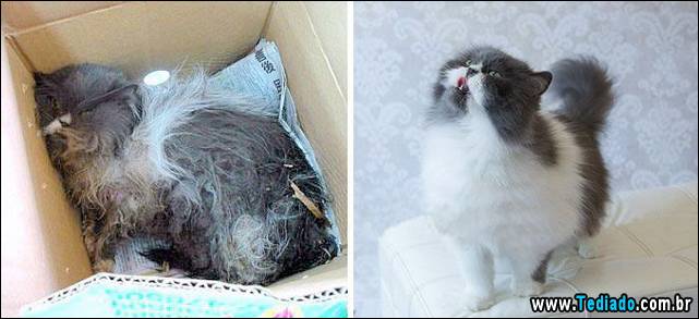 gatos-antes-e-depois-06