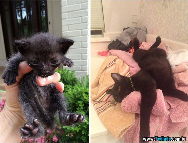 gatos-antes-e-depois-09