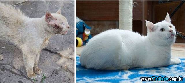 gatos-antes-e-depois-10