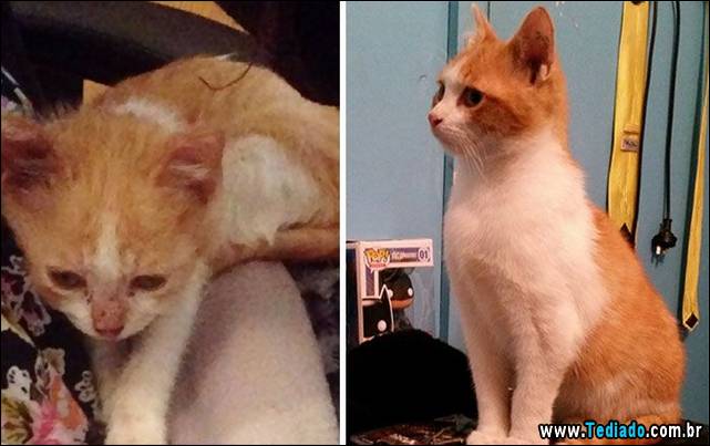 gatos-antes-e-depois-13