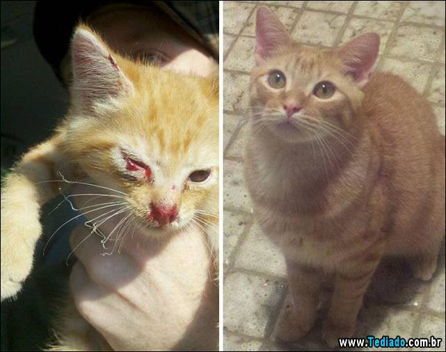 gatos-antes-e-depois-16
