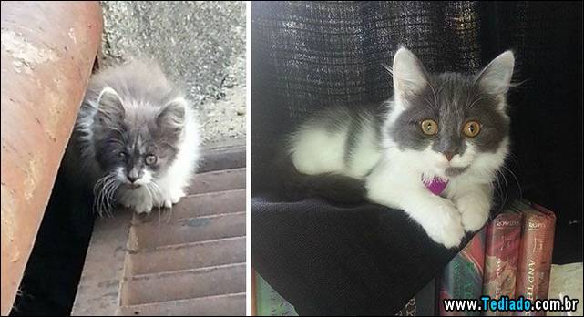gatos-antes-e-depois-17