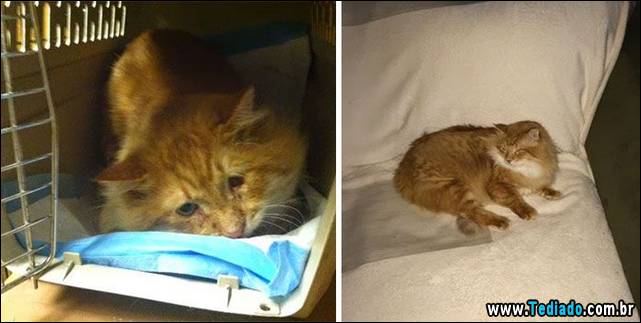 gatos-antes-e-depois-18