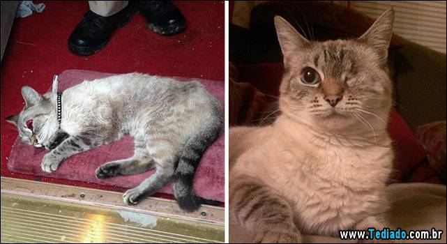 gatos-antes-e-depois-19