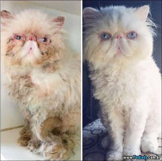 gatos-antes-e-depois-21