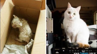 Antes e Depois da doação - Gatos 36