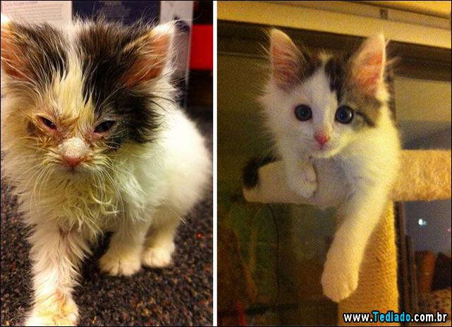 gatos-antes-e-depois-23