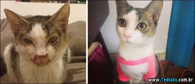 gatos-antes-e-depois-24