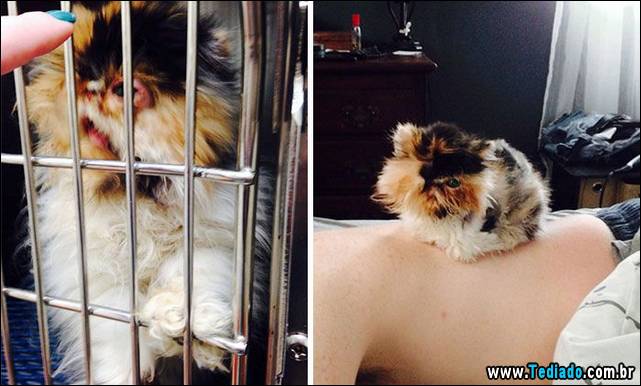 gatos-antes-e-depois-25