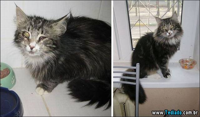 gatos-antes-e-depois-28