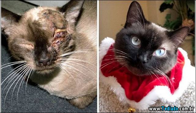 gatos-antes-e-depois-29