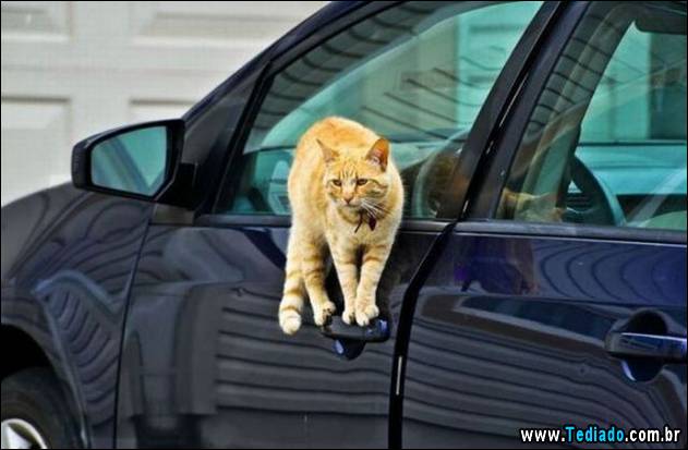 imagens-diversas-29