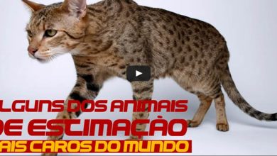 Alguns dos animais domésticos mais caros do mundo 7