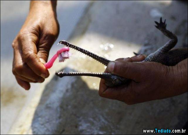 excelente-selecao-de-imagens-frescas-26