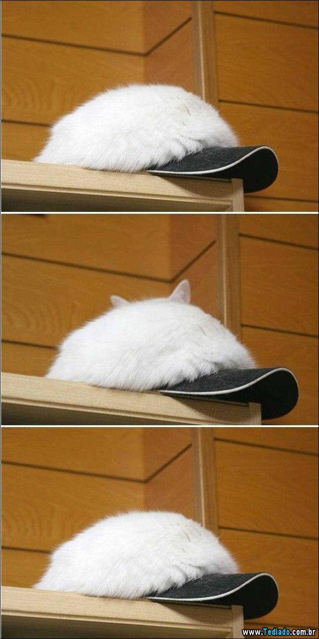 excelente-selecao-de-imagens-frescas-27