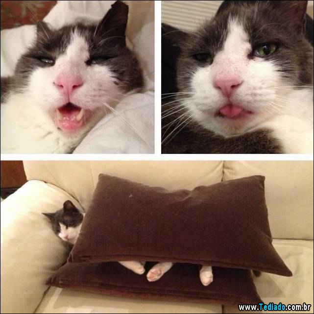 excelente-selecao-de-imagens-frescas-33