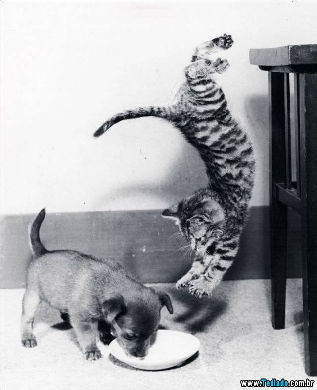 fotos-tiradas-na-hora-certa-08