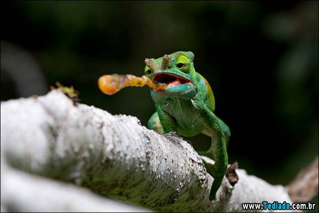 fotos-tiradas-na-hora-certa-19