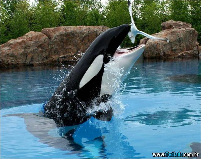 fotos-tiradas-na-hora-certa-34