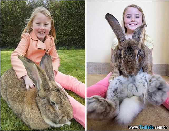 maior-coelho-do-mundo-010