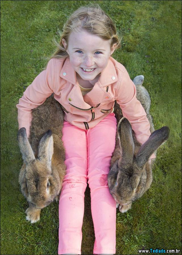maior-coelho-do-mundo-050