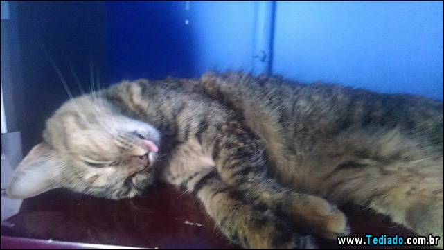 selo-dorminhoco-gato-01
