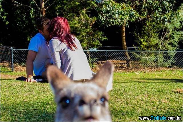 melhores-fotobomby-07