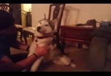 Cachorro come um saco de maconha 22