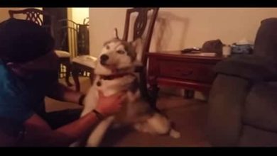 Cachorro come um saco de maconha 5