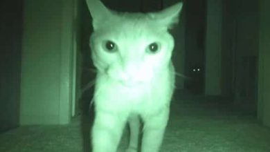 O que fazem os gatos à noite 10