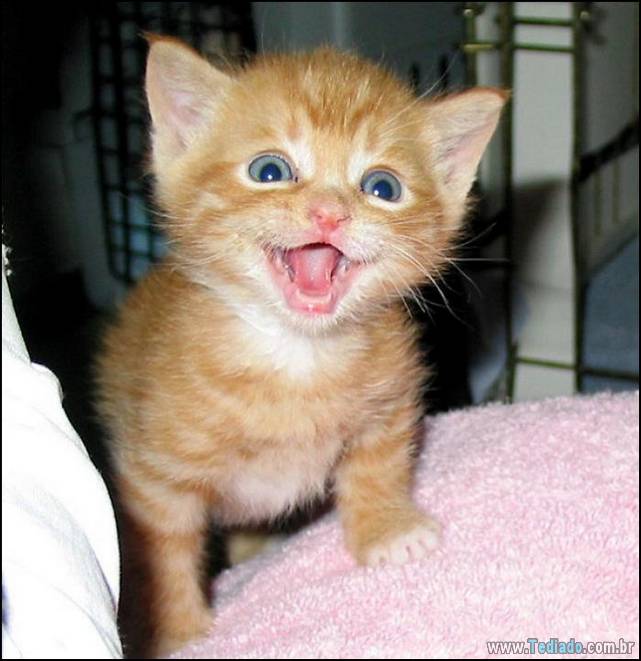 gatos-sorridentes-05